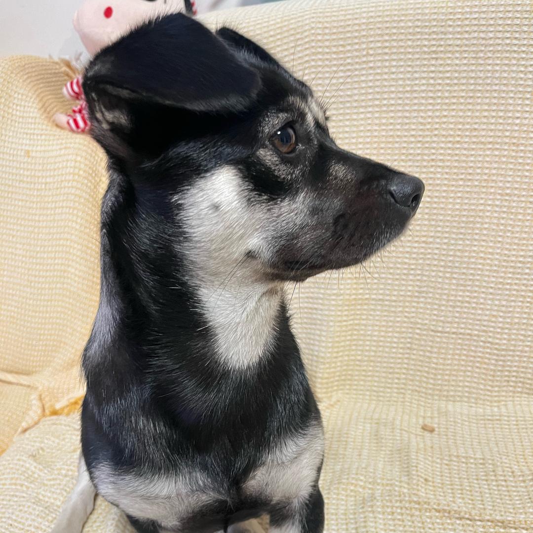 小黑的萌宠日常