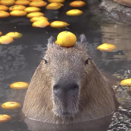 卡皮巴拉