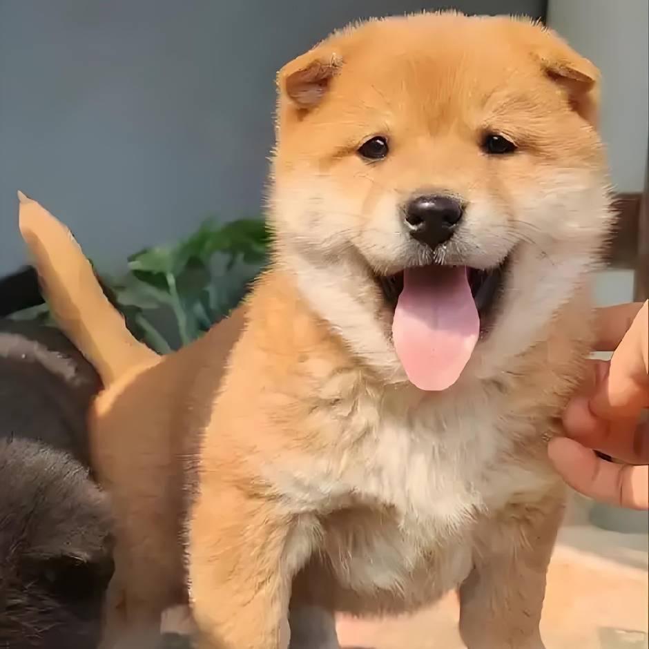 汪汪队立大功