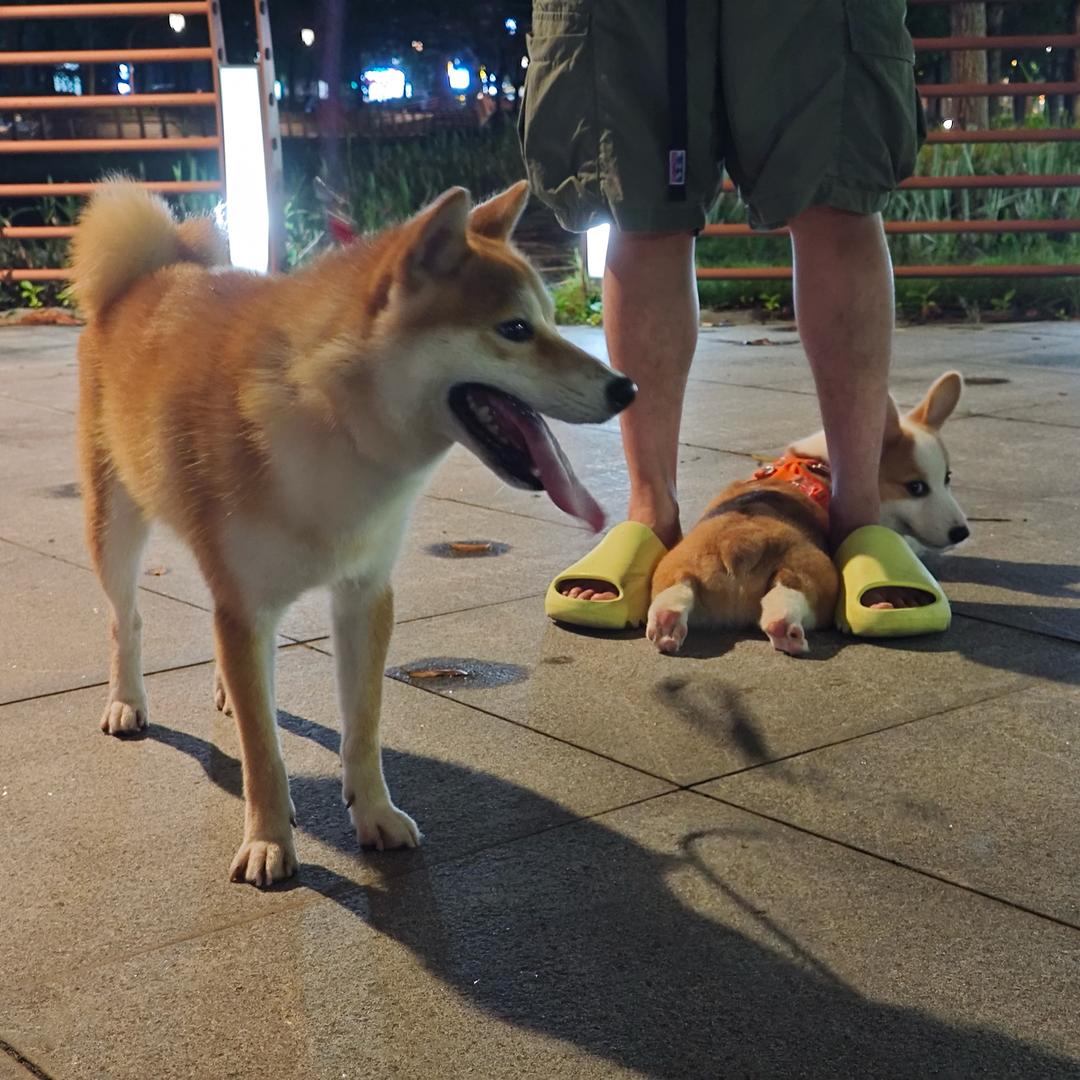 啤啤与财财的争夺地位战！！