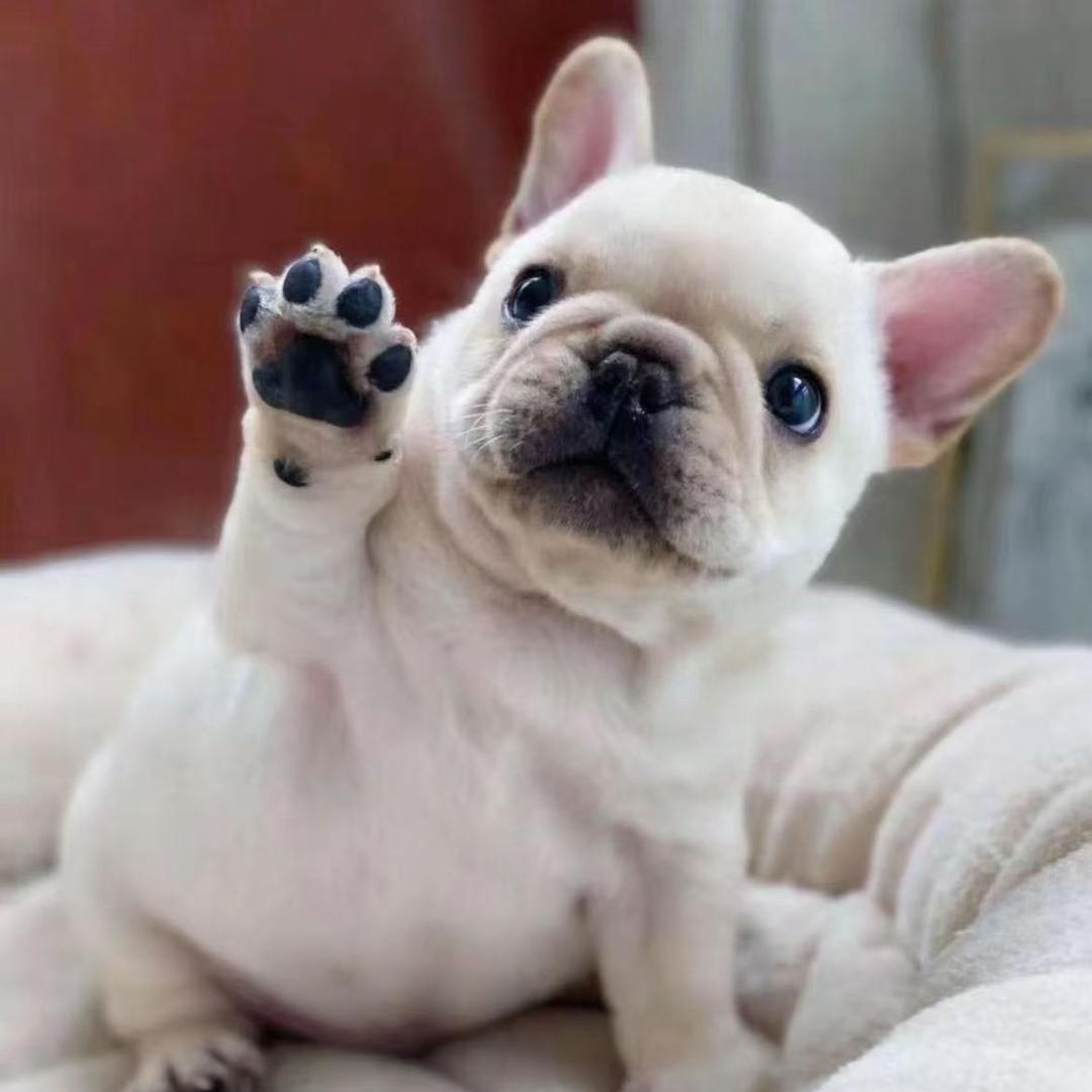 萌犬小当家