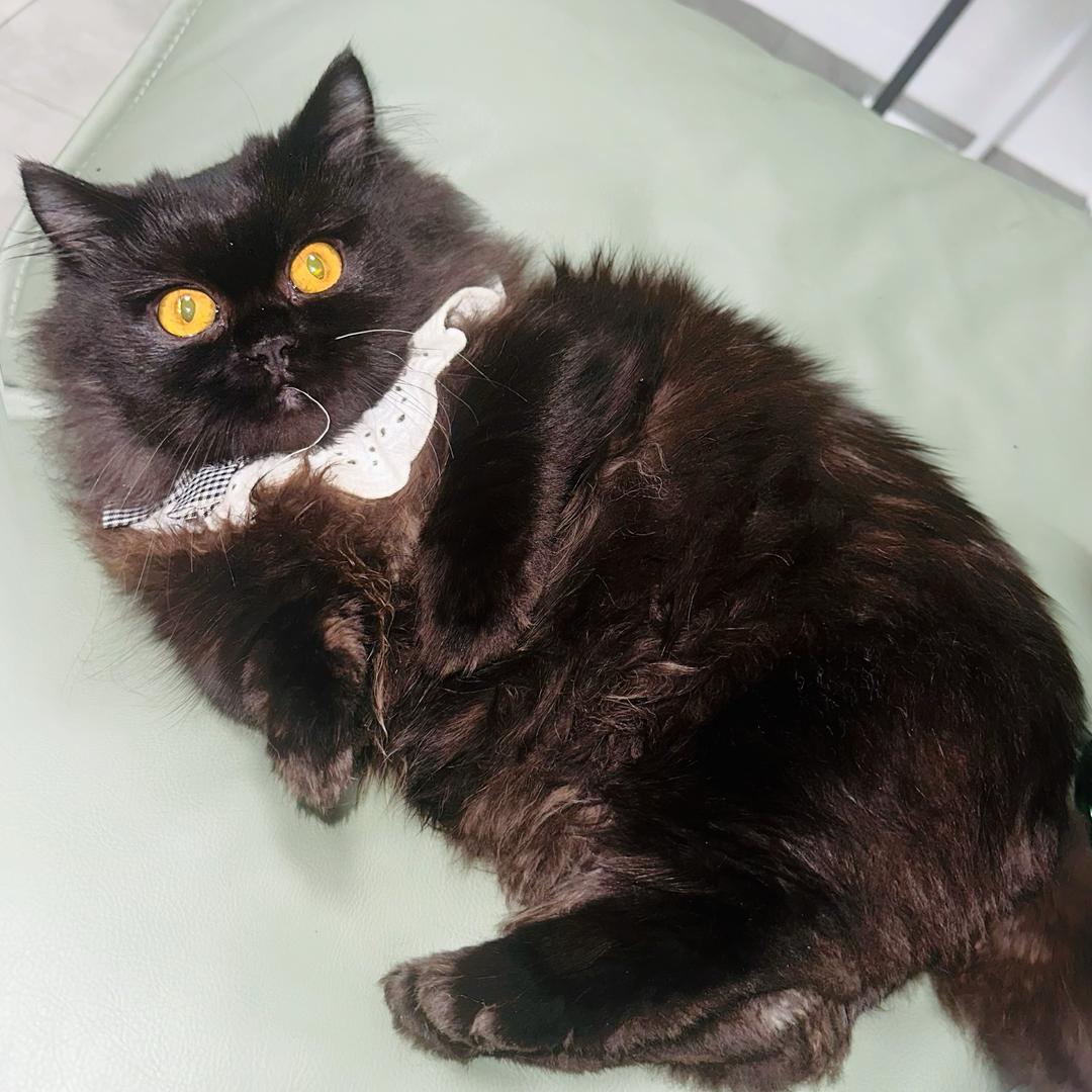 楠楠家的猫（在景洪）