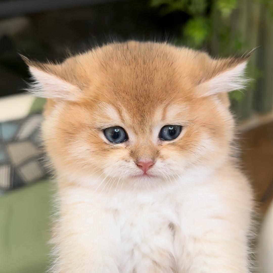 桃子味的鸡胸肉