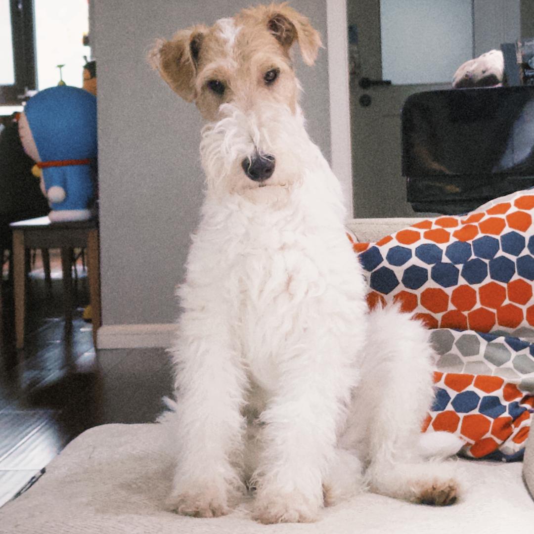 钢蛋是个小犟种