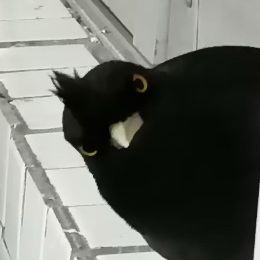 八哥萌宠繁育基地