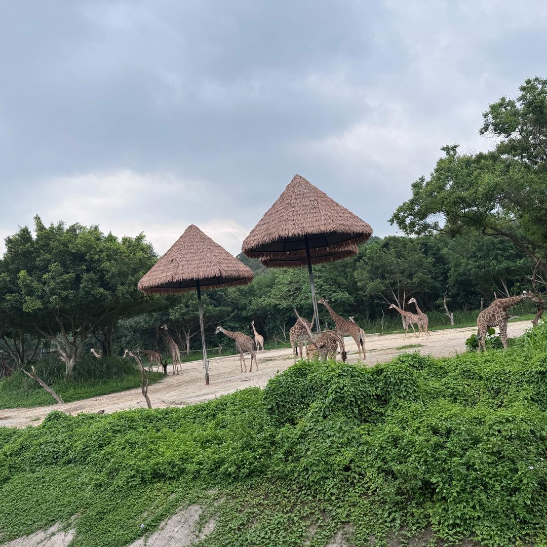 小米🌾