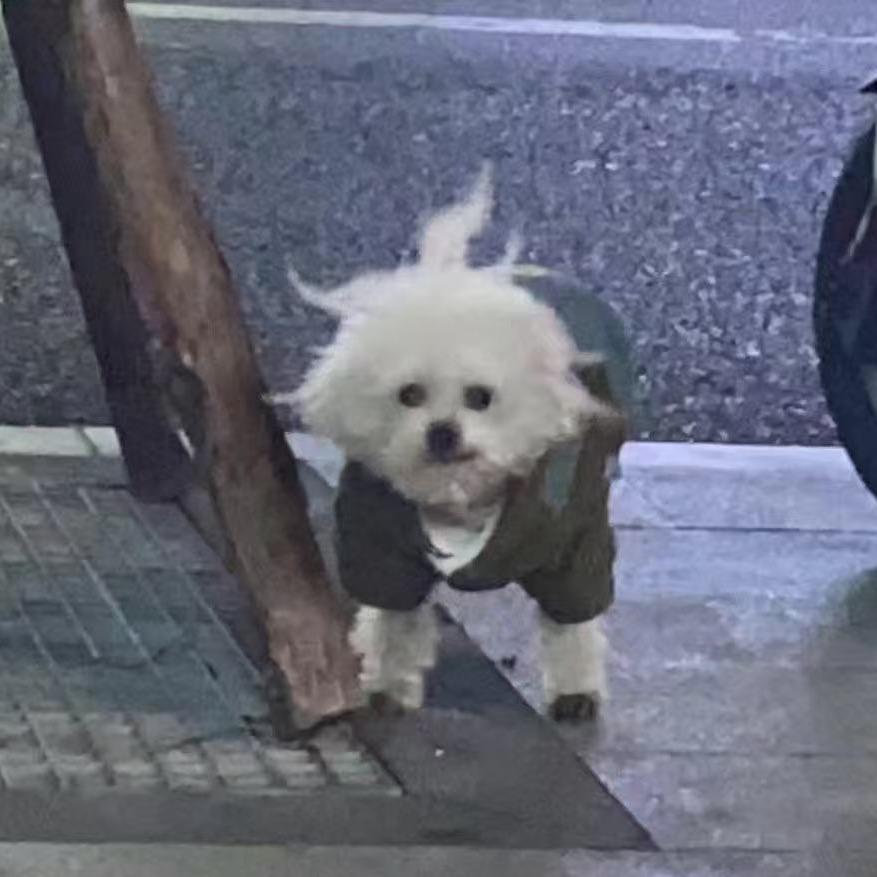 🥟