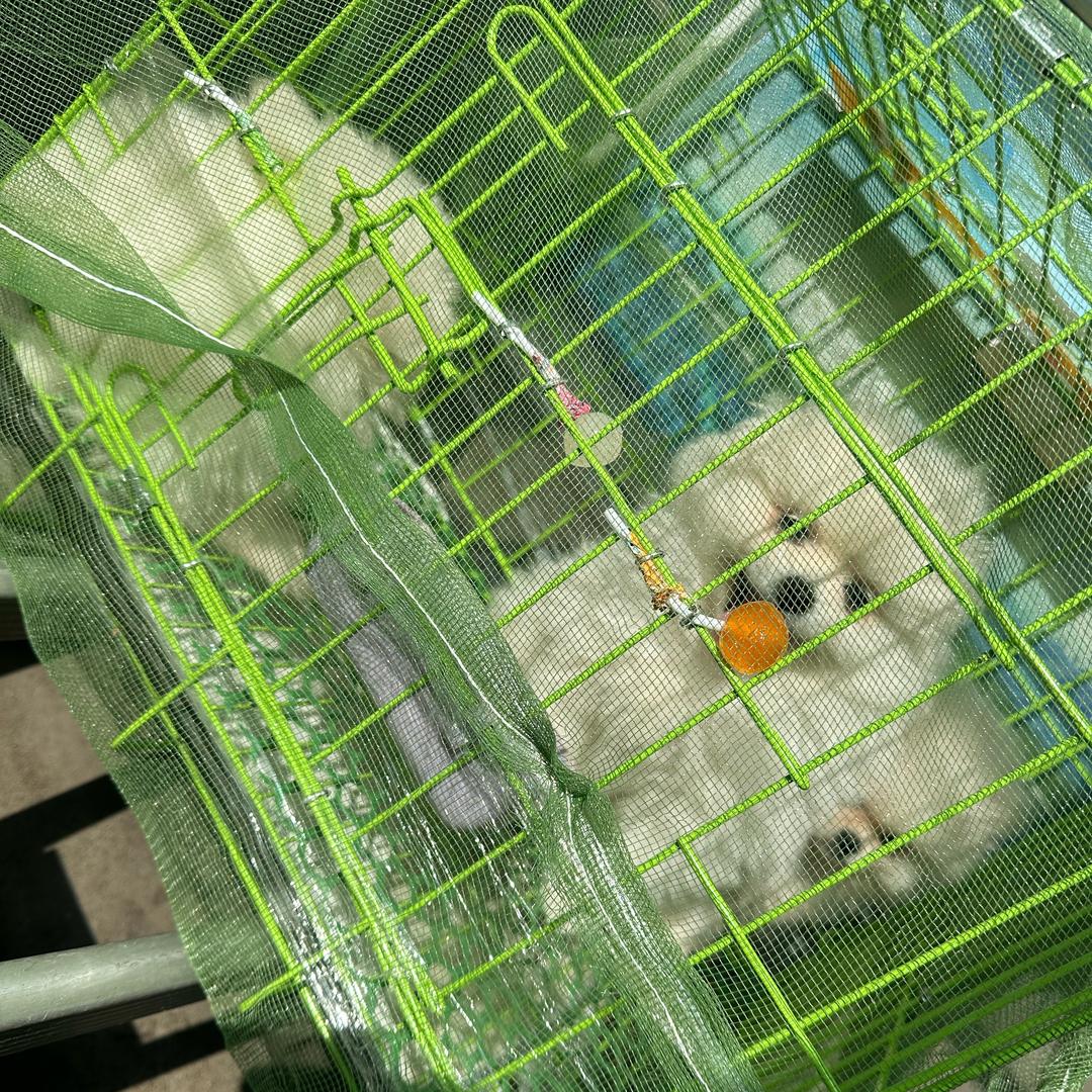 遠方的家 🐖👩🏻‍🦯