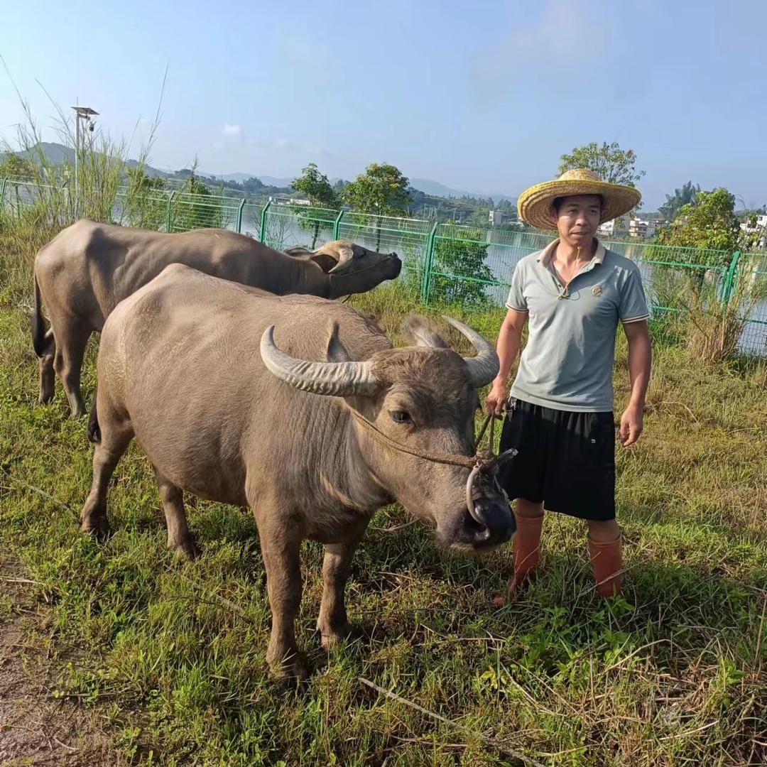 农村阿辉有土货
