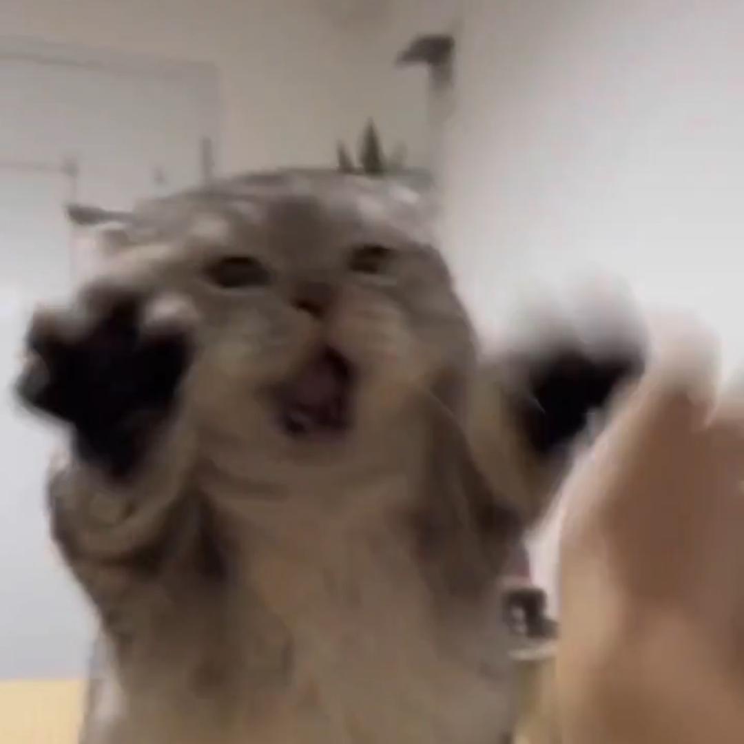 拿铁小覃