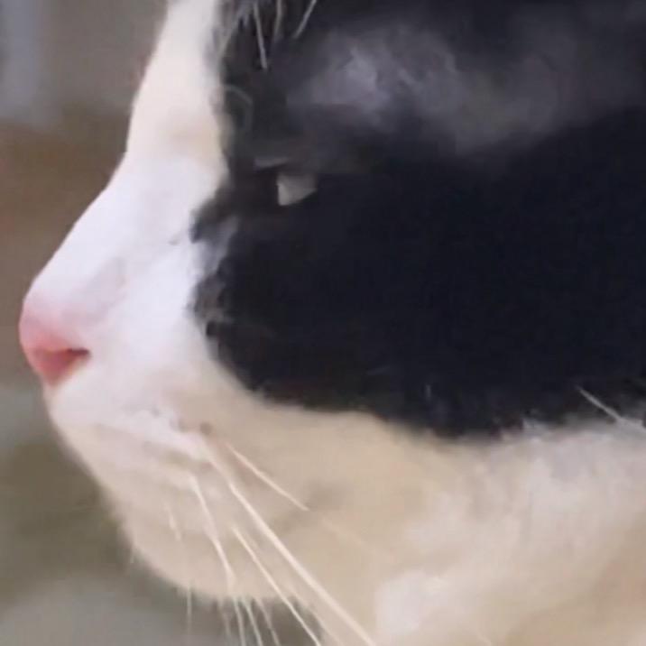 暴躁福团🐈