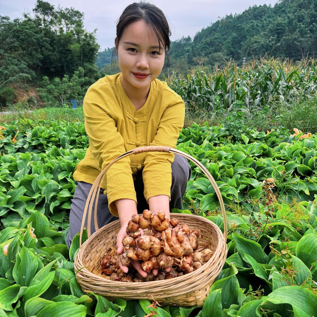 阳春田姑姑（沙姜妹）