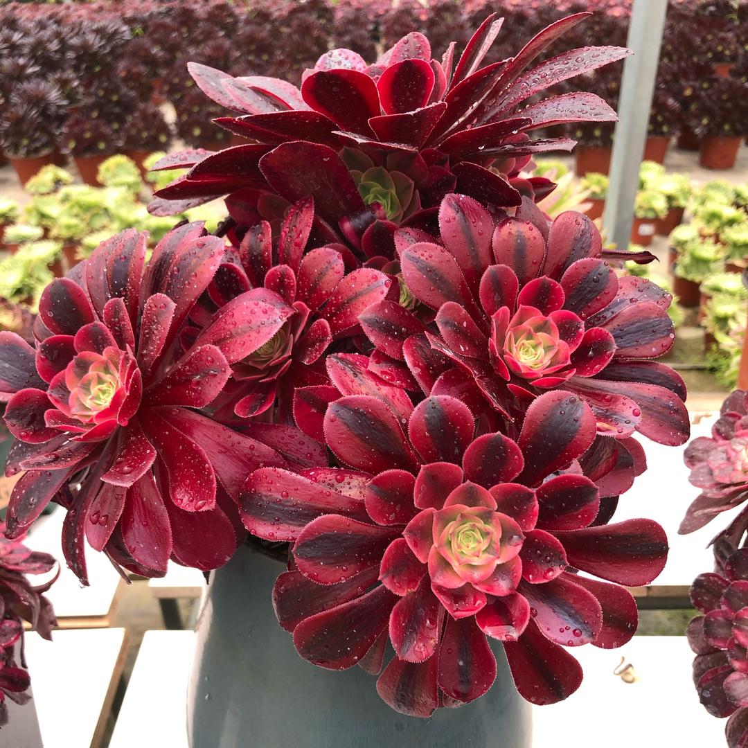 紫郡花卉园艺