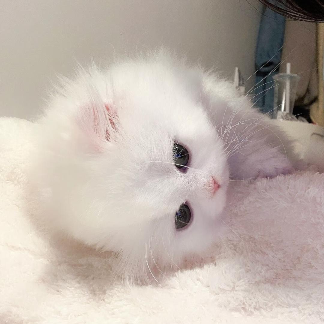 萌