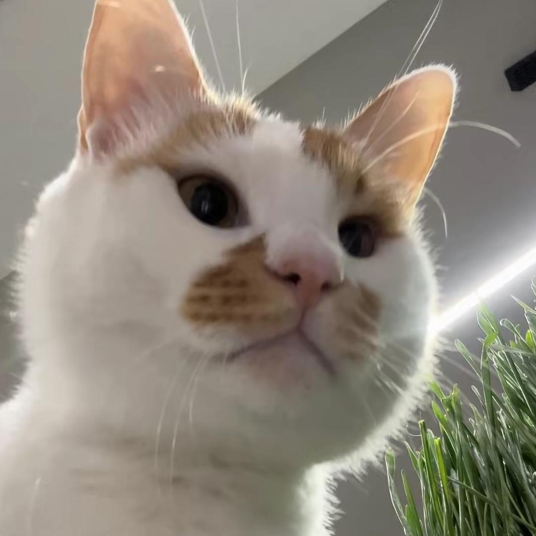 梨花猫