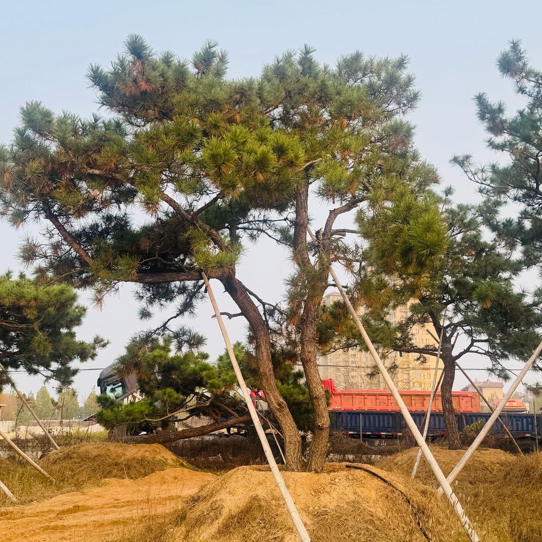 黑松大树，一手货源