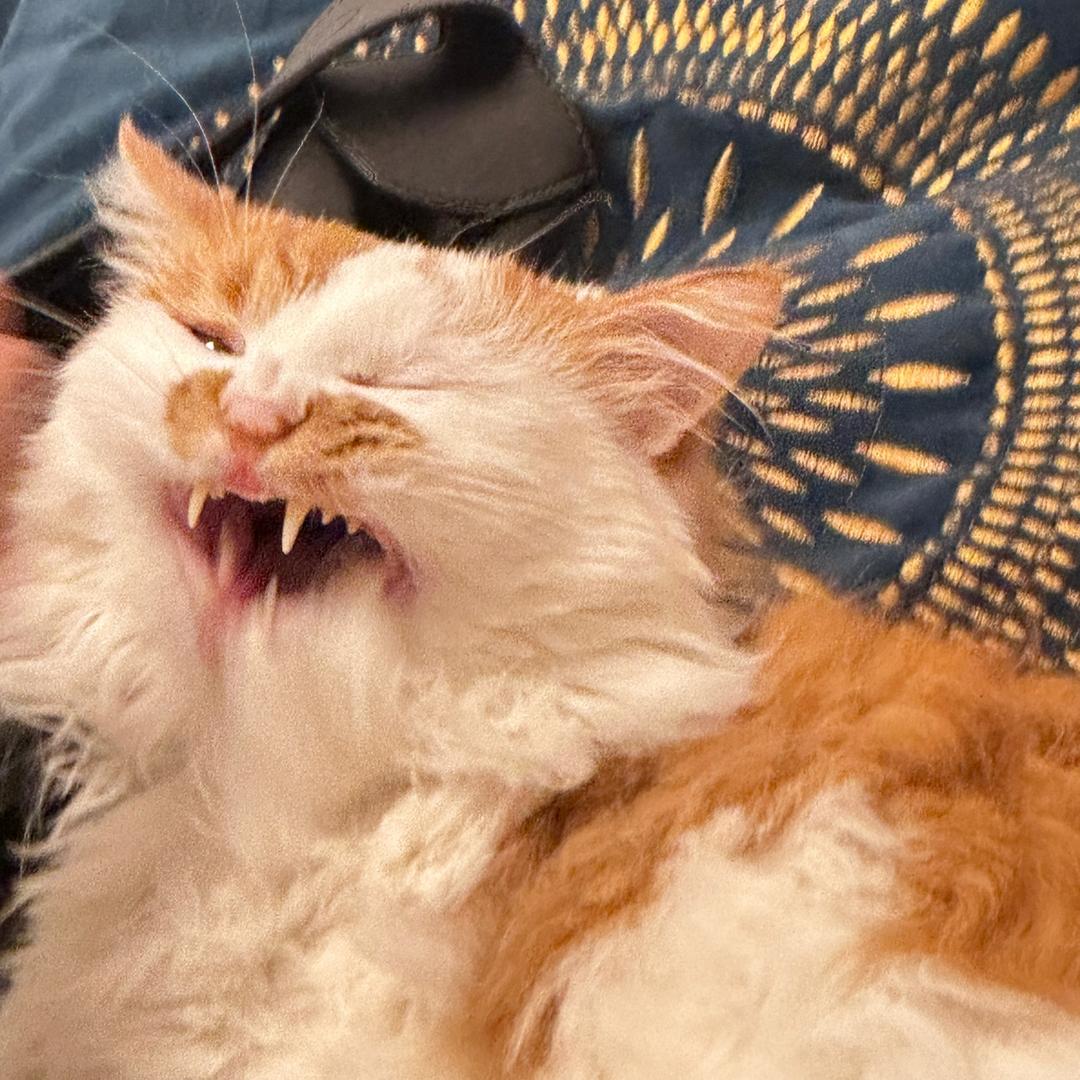 咋啥个都嫩个好吃嘛🍋