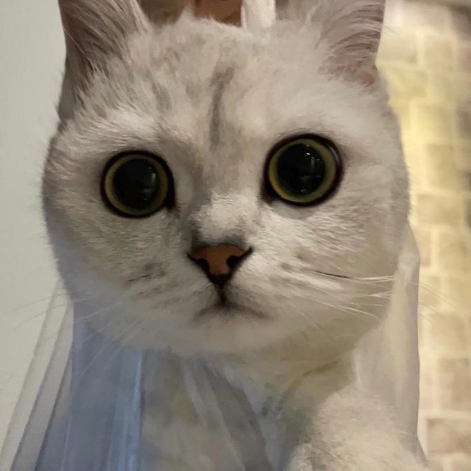 懵了个萌