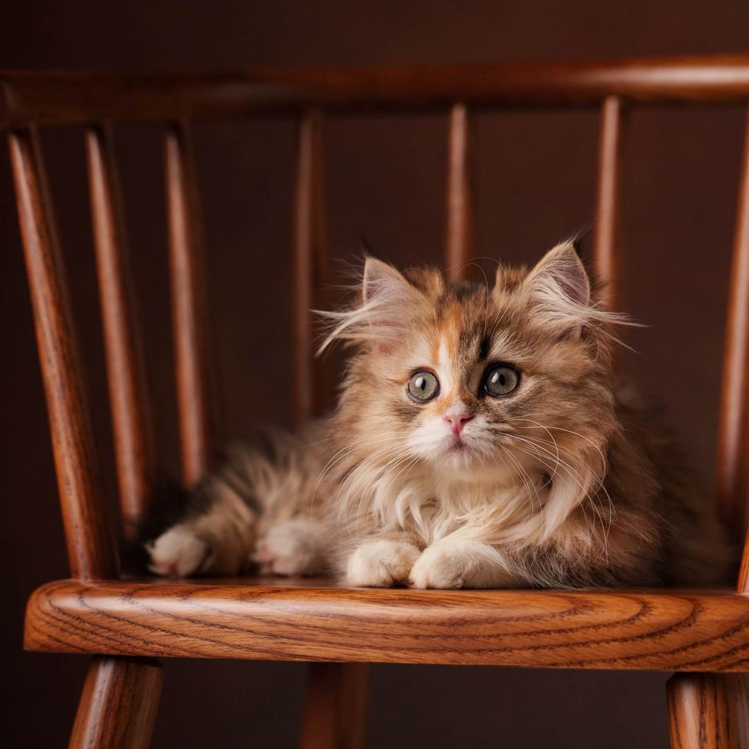 猫狗托儿所