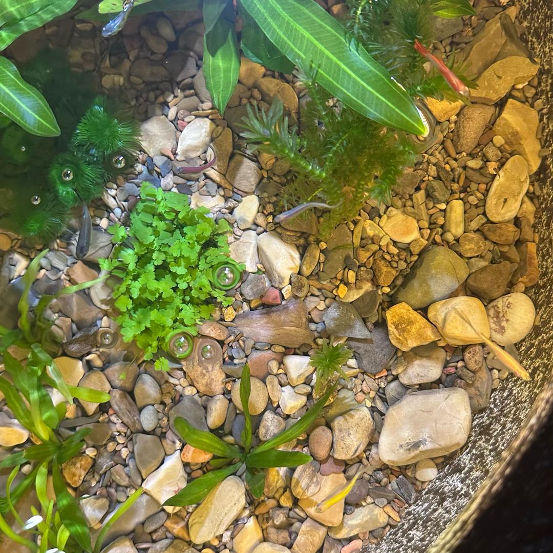 胡胡生态鱼缸造景