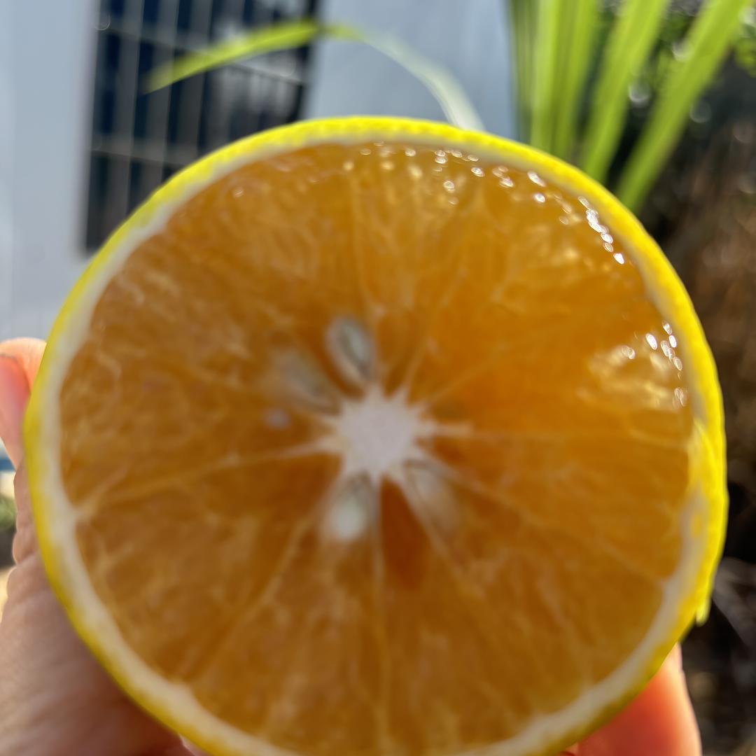 燊燊生鲜