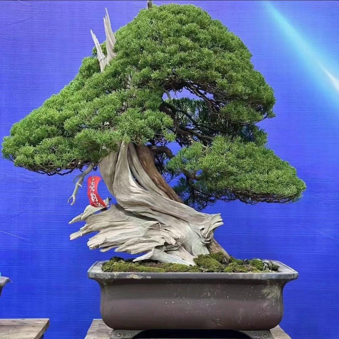 云轩盆景