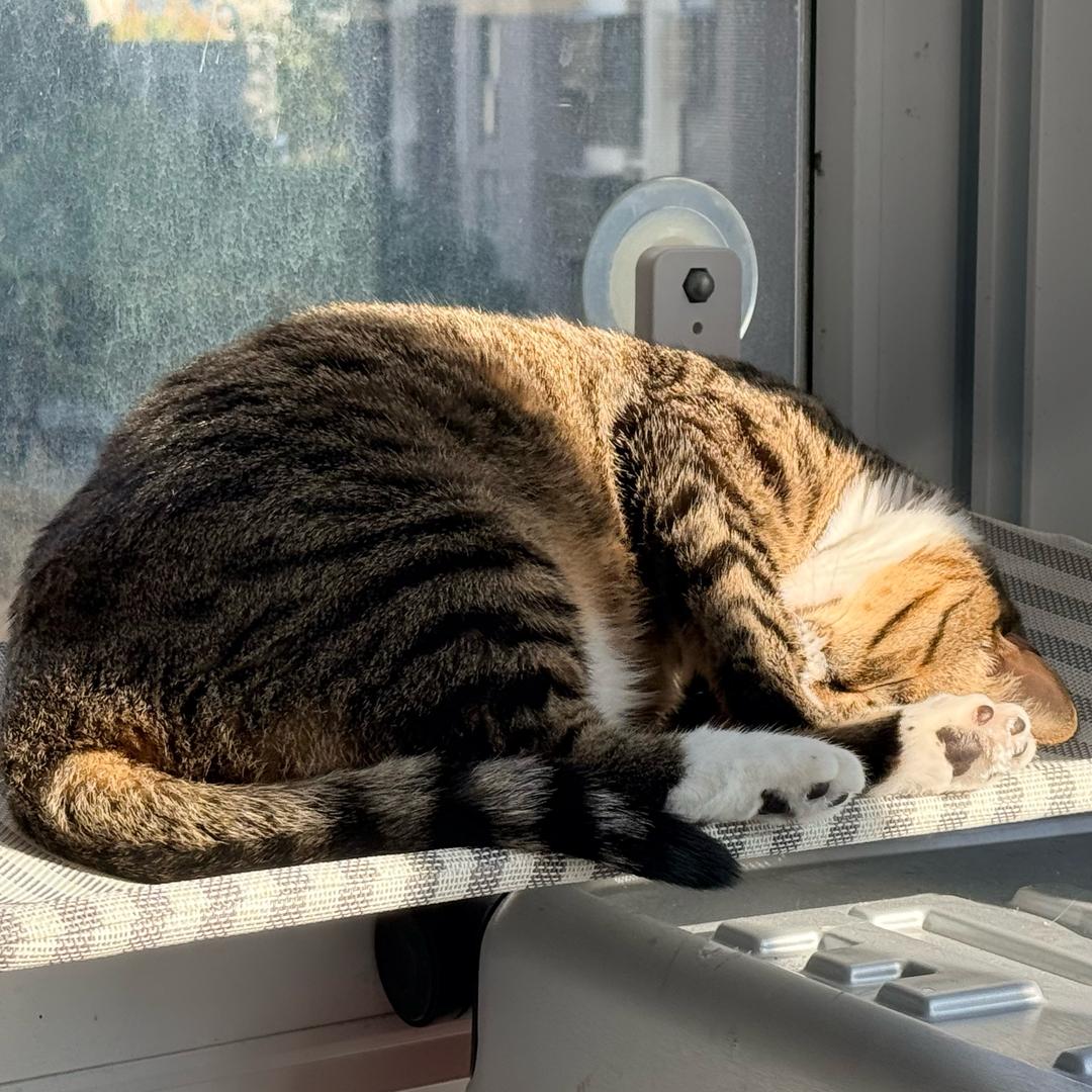 陈西米🐾🐈🐈‍⬛