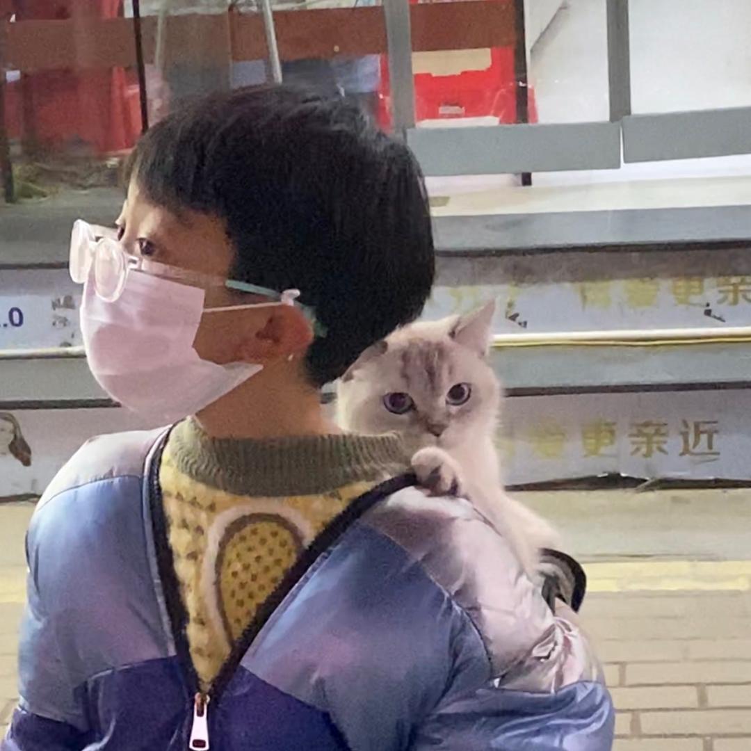 鸭妈妈与孩子们