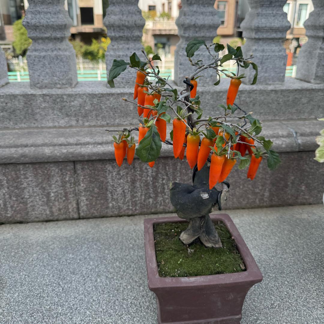 未来可期🌱💤