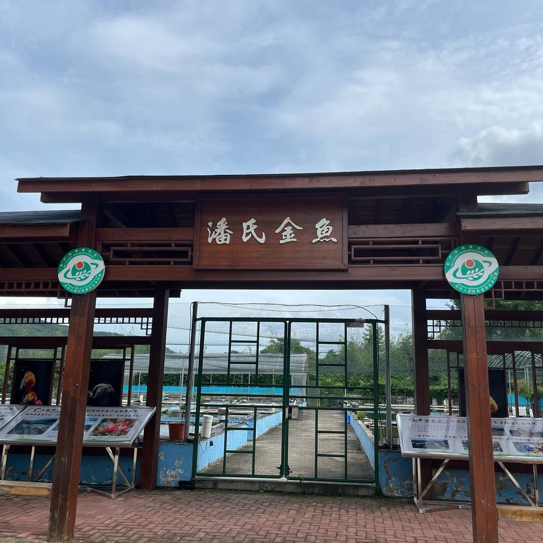 小熊兰寿金鱼