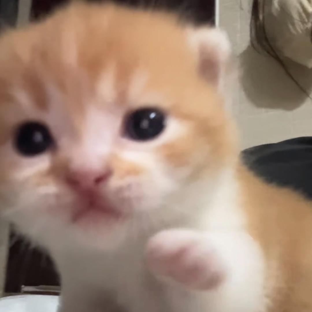 小虞