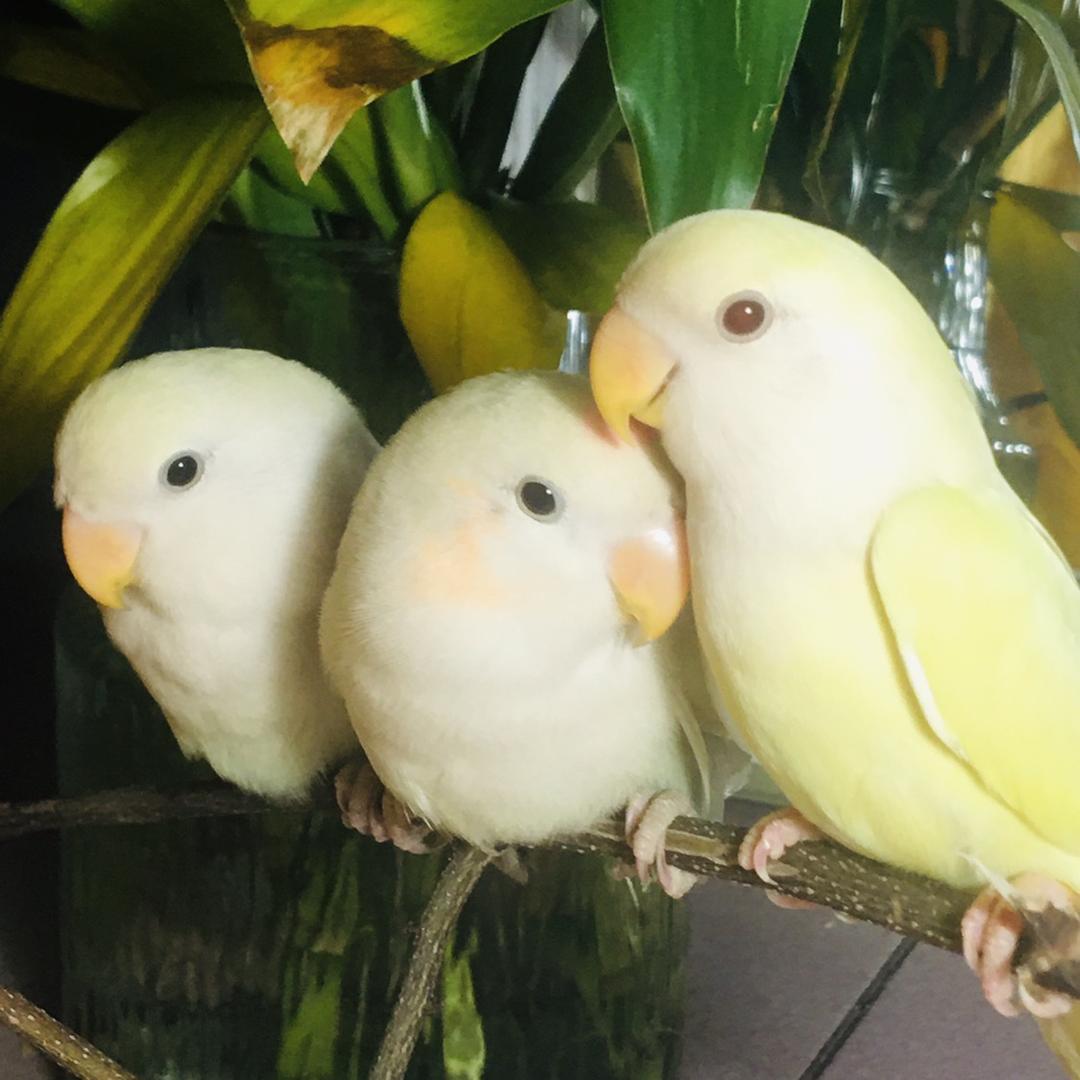 鹦歌艳鹉之恩怨情仇