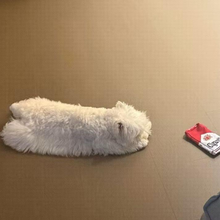 🌈𝙯ᙆ.小赵睡不着