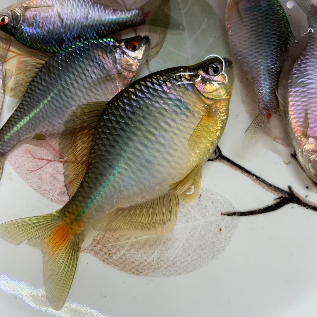 野生七彩，鳑鲏。