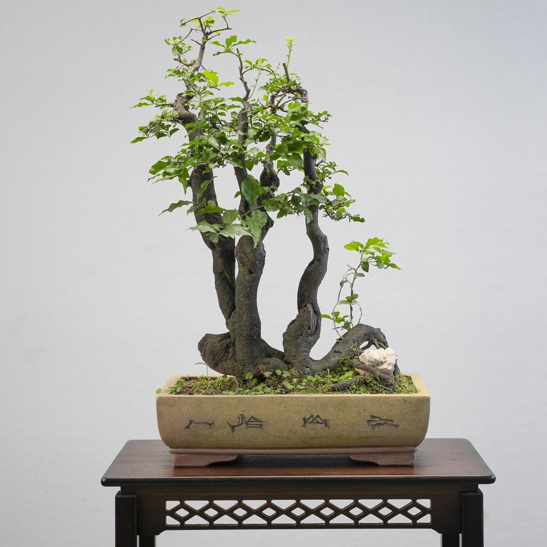 荒原寸草心金弹子