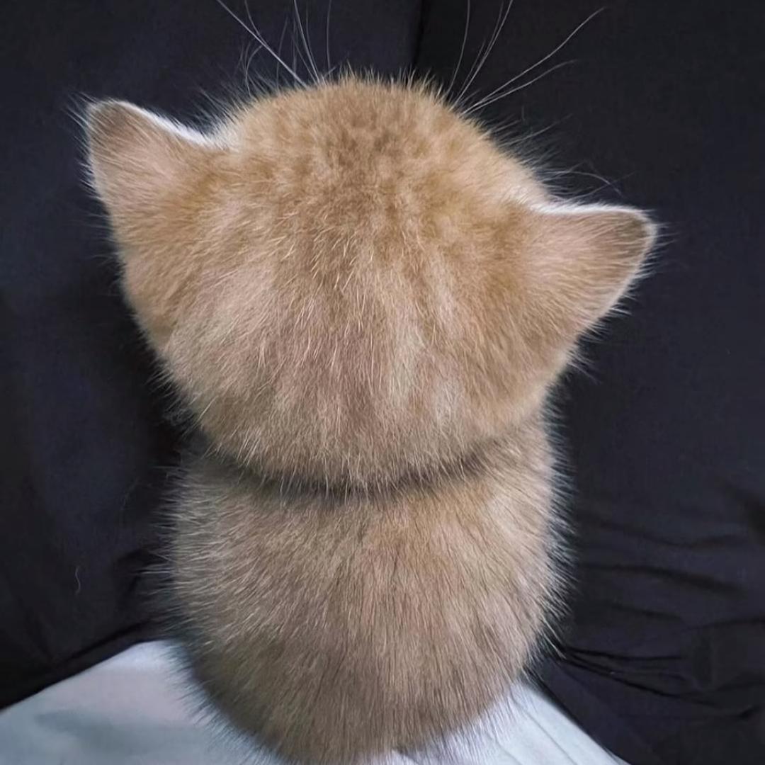 甜甜圈💌🧣🪾