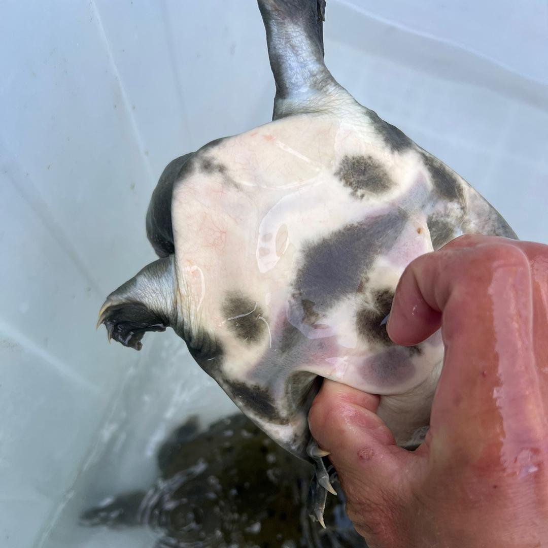 苏北甲鱼王水产🔥