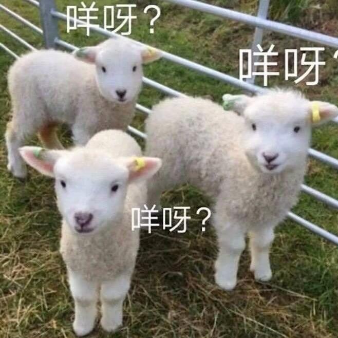 三只羊🐑