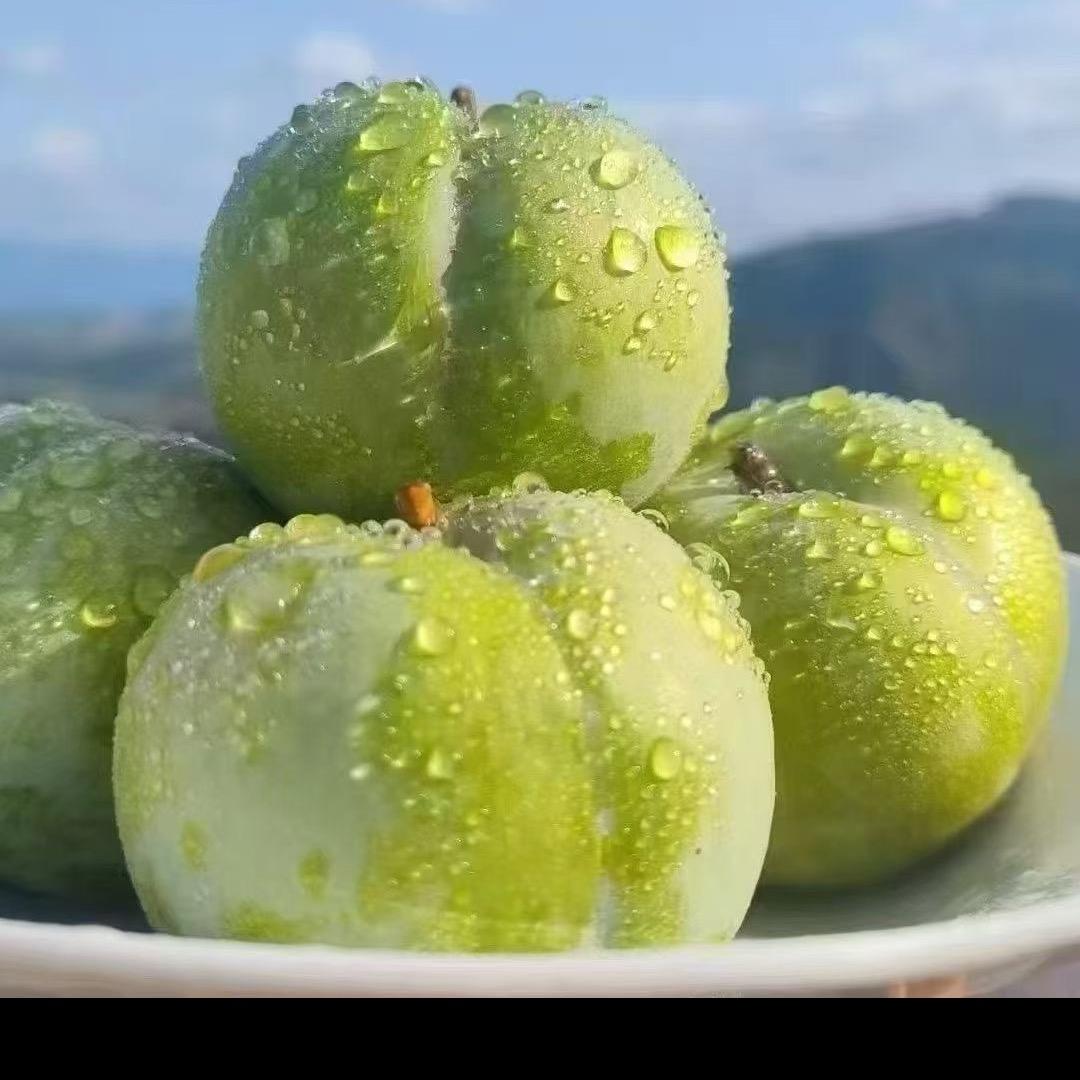 贵州六马蜂糖李