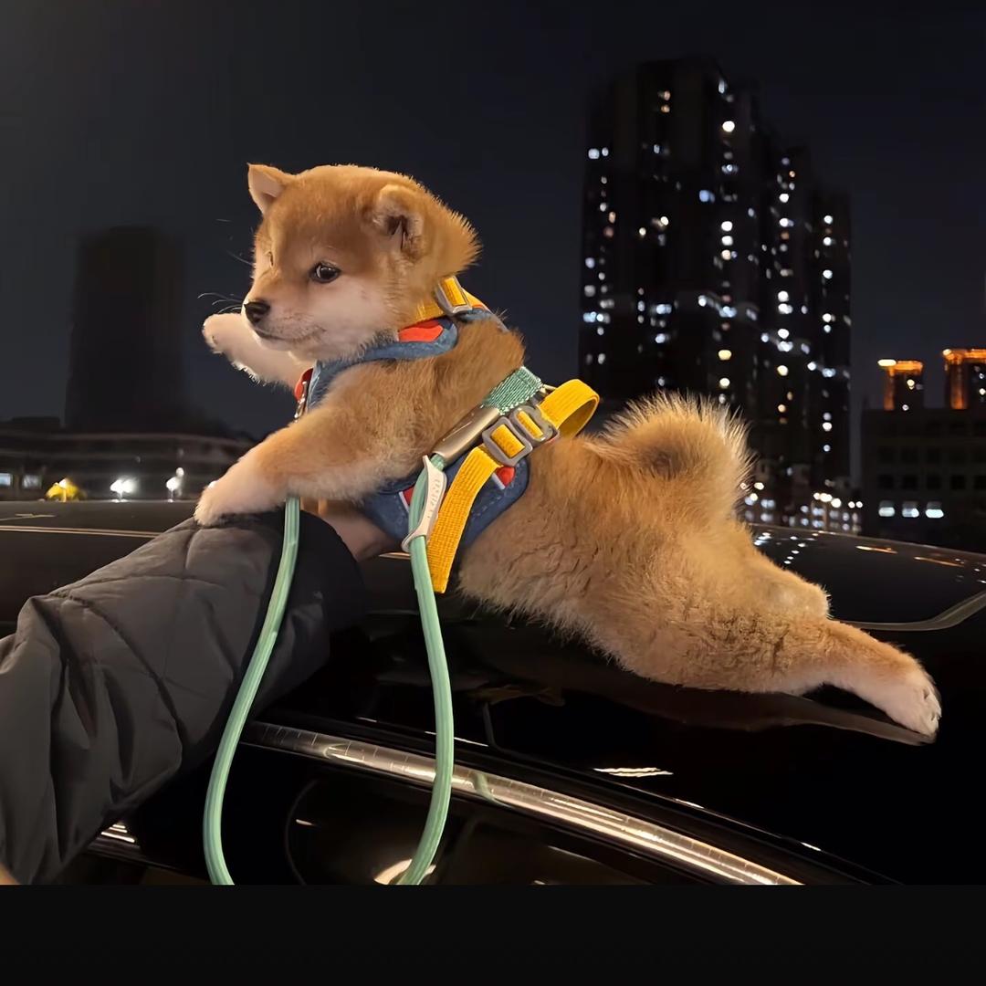 琛.