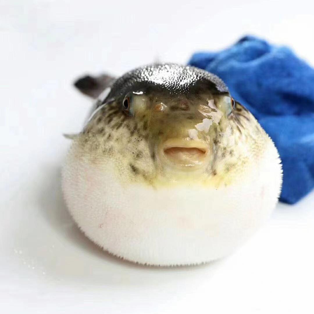 河豚亭宠粉号