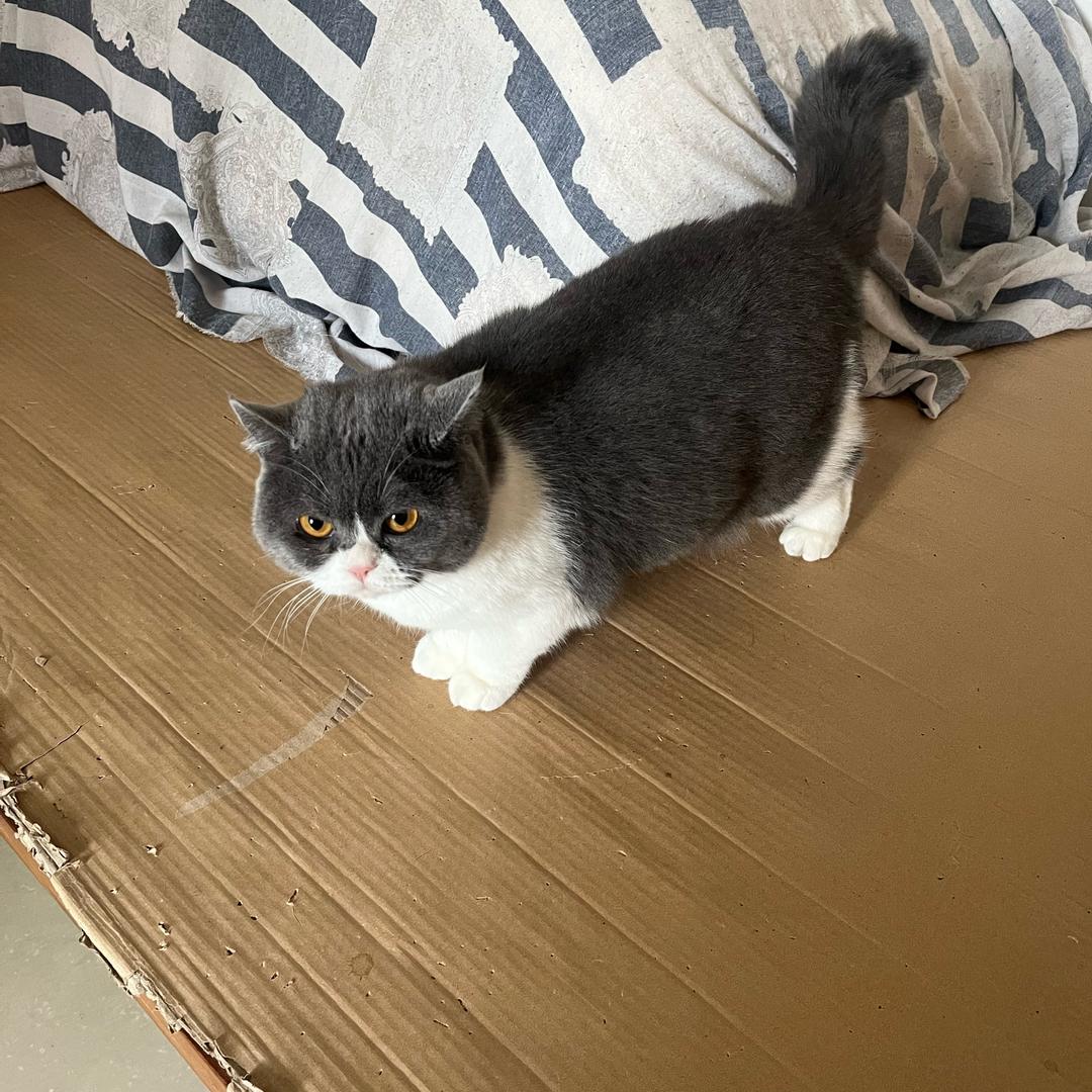 老猫（三角洲跑刀）