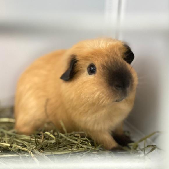 一只猪PPER🐷