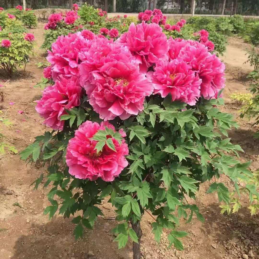 菏泽牡丹花农:传递技术