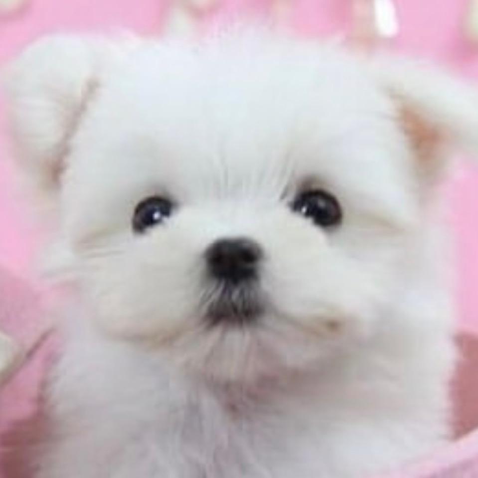 ✩˚狗大美⋆ ꙳