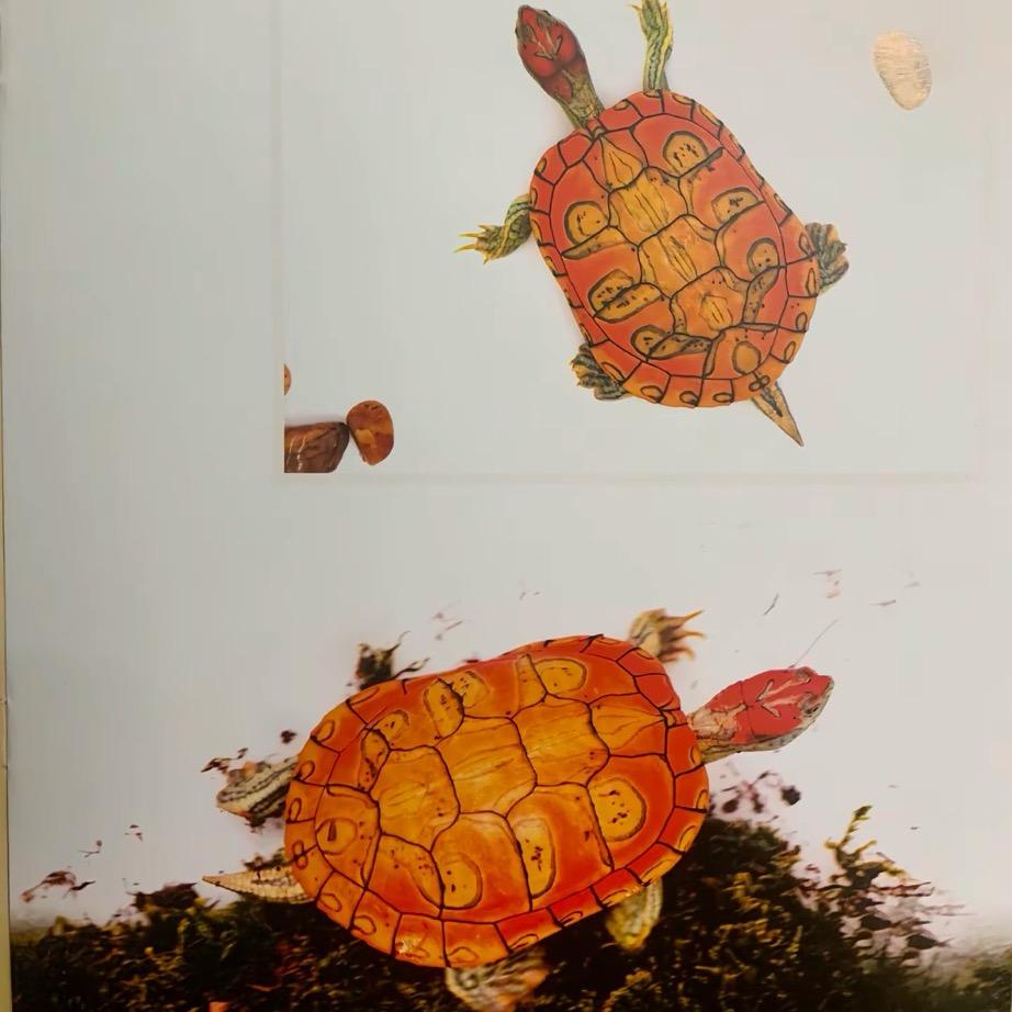 阿理的龟
