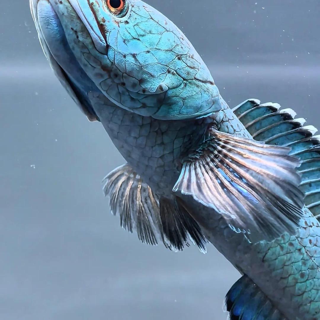 惠鑫海水族