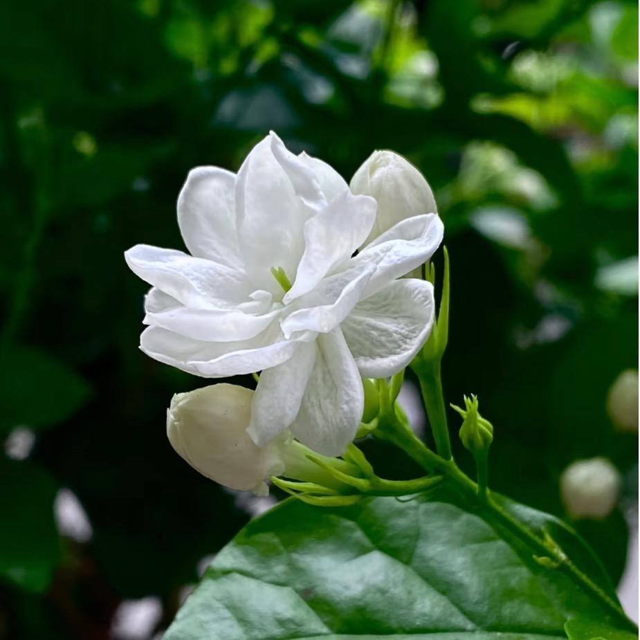 茉莉…🍀