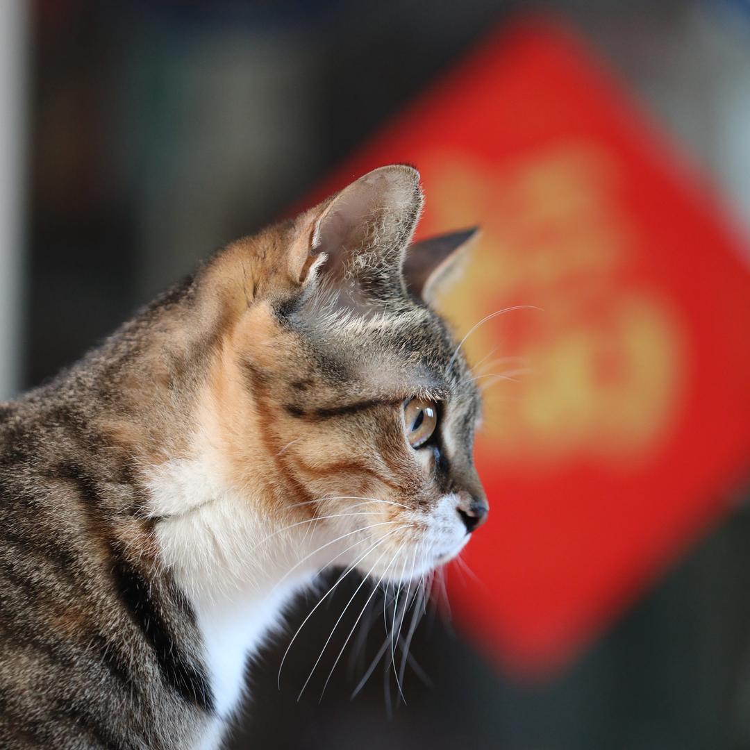 爱猫小米