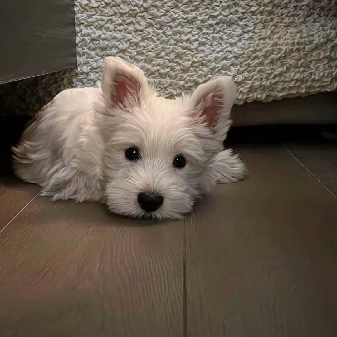 ᅟᅟᅠᅟᅠᅟᅠㅤ